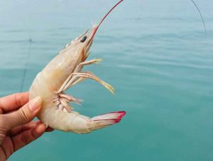 Fresh sea shrimp for Meygoo Polo(shrimp pilaf)