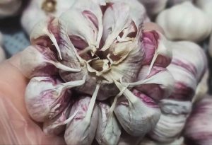 Raw garlic for garlic pickles