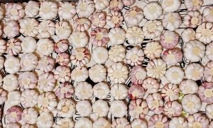 Dried garlic for garlic pickling