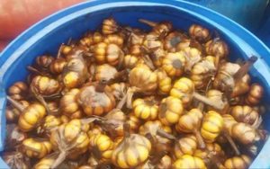 Northern Garlic Pickles in Iran
