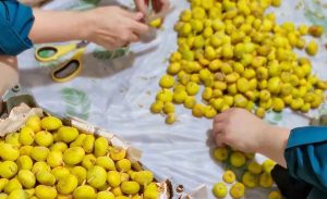 Peeling figs for homemade fig jam