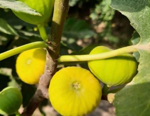 Benefits of figs and homemade fig jam
