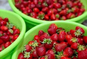 Fresh strawberries for homemade strawberry jam