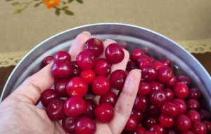 Washed cherries for Sour Cherry Jam Recipe
