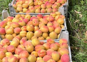 Fresh apricots for apricot compote recipe