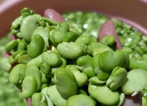 Fresh fava beans prepared for traditional Baghali Polo Persian rice